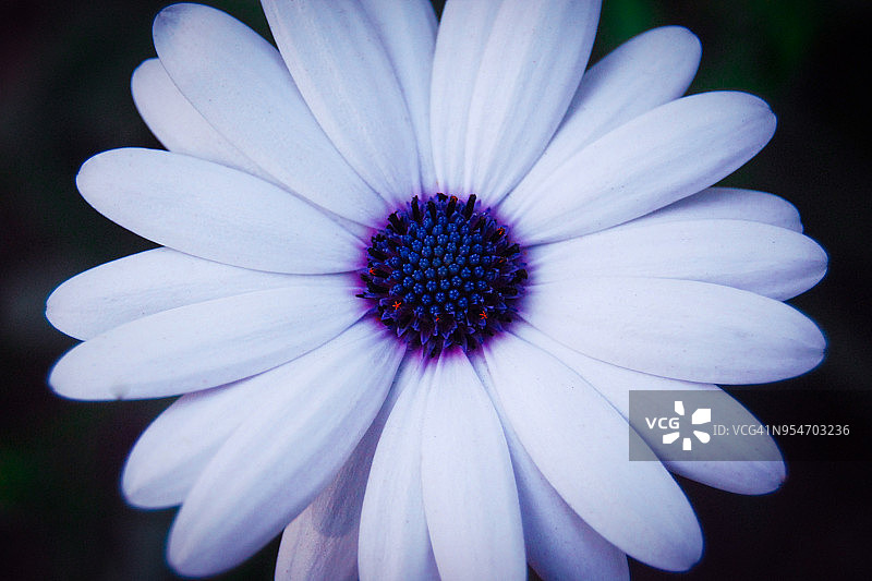 蓝眼雏菊特写图片素材