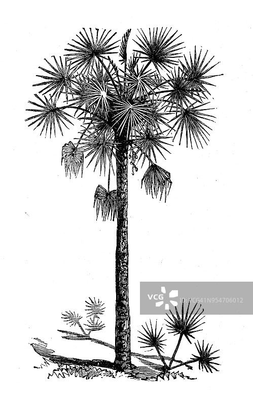 植物学古董雕刻插图：棕榈图片素材