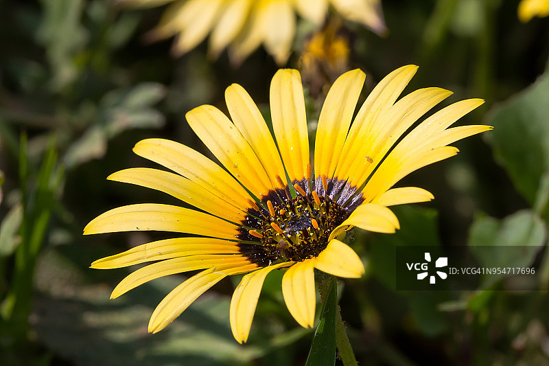 黄色雏菊花图片素材