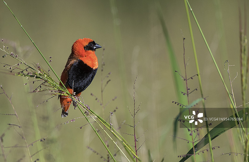 红主教鸟雄鸟展示图片素材