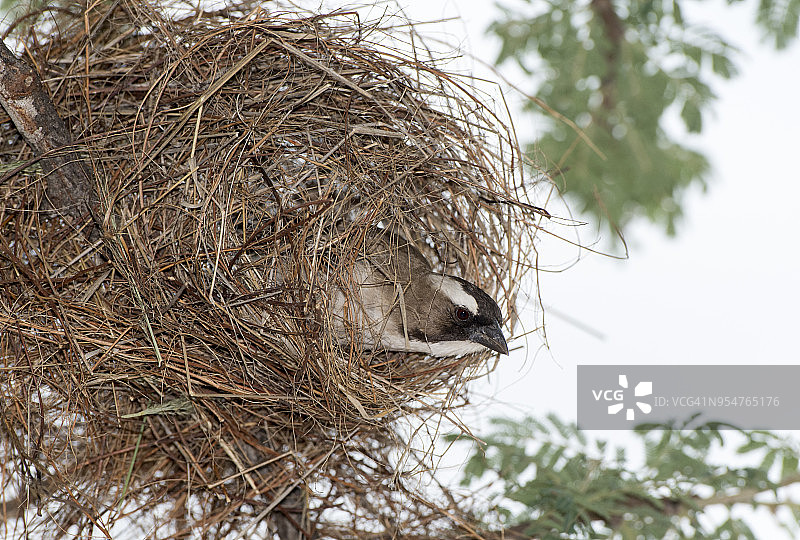 白眉雀织巢鸟筑巢图片素材