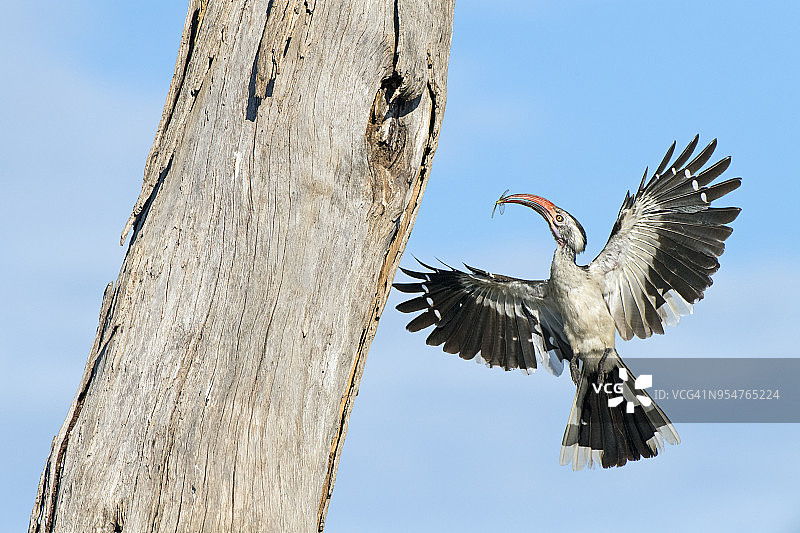 红嘴犀鸟带食物回枯树上的巢穴图片素材