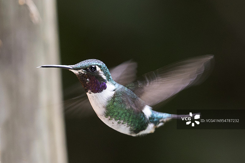 雄性白腹林星蜂鸟飞行图片素材