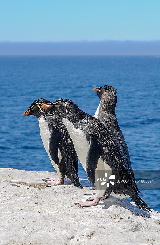 南跳岩企鹅图片素材