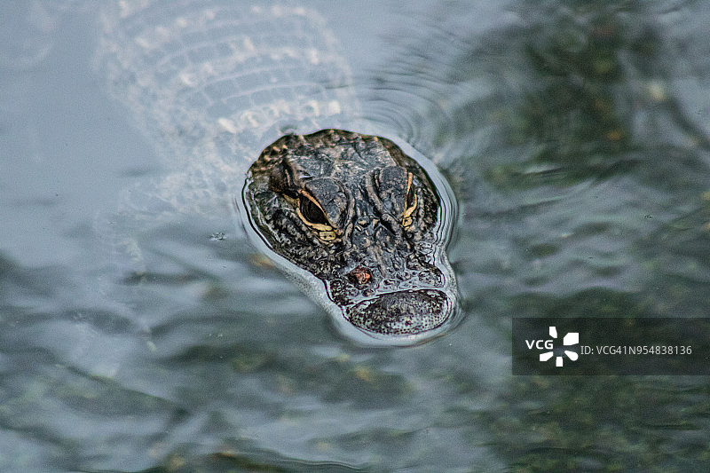 小美洲鳄鱼图片素材