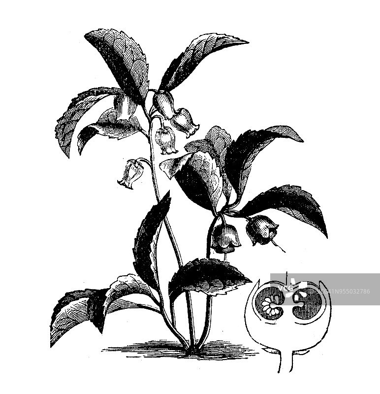 鹿蹄草植物古版画图片素材