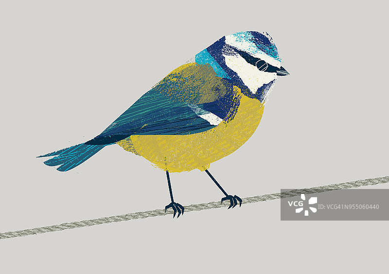 花园鸟类：蓝山雀图片素材