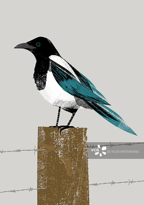 花园鸟类：喜鹊图片素材