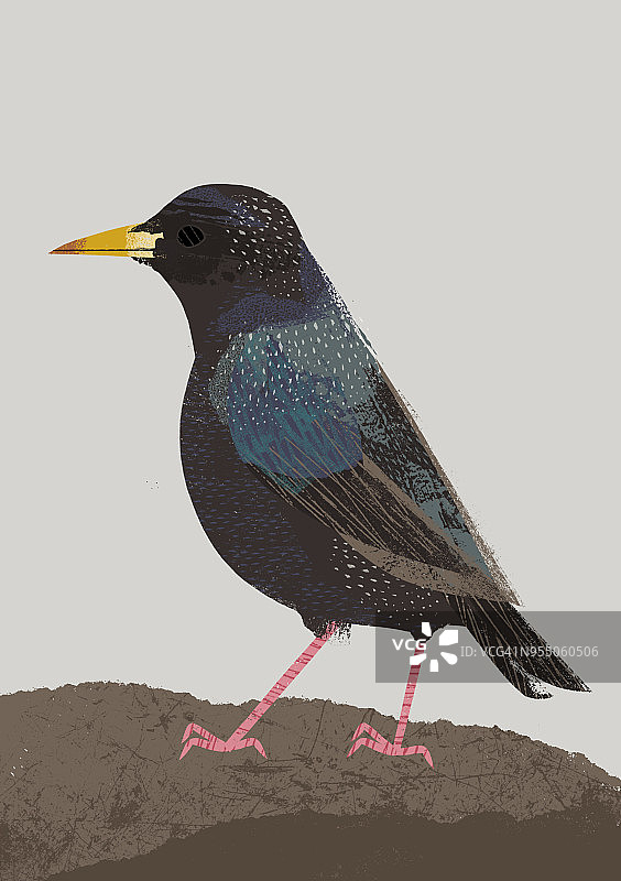 花园鸟类：八哥图片素材