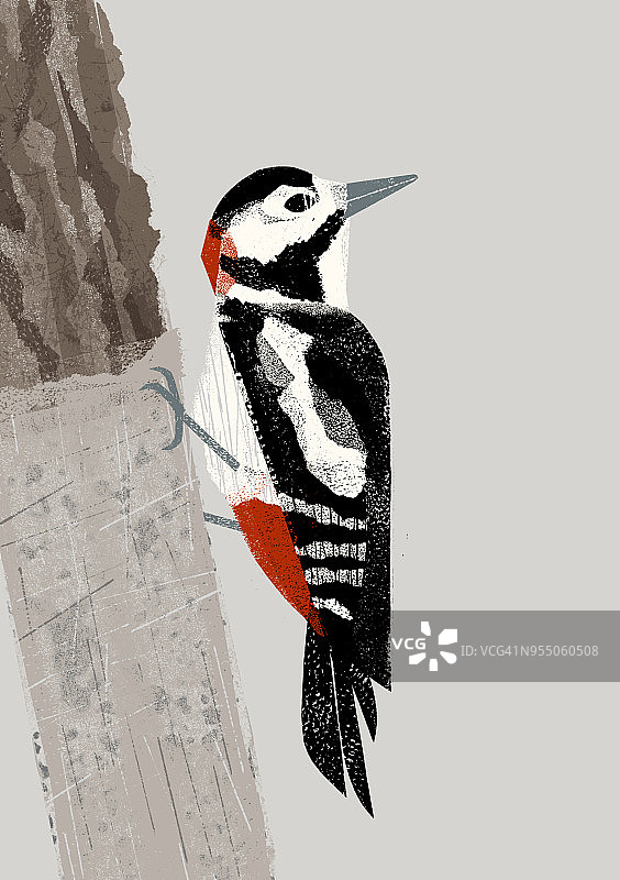 花园鸟类：啄木鸟图片素材