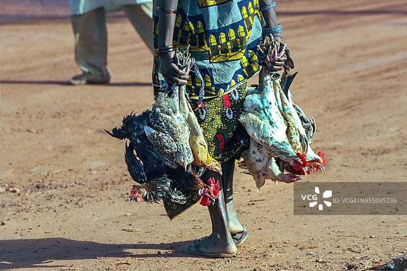 女人去莫普提市场卖鸡，尼日尔河岸边的莫普提市场，马里莫普提图片素材