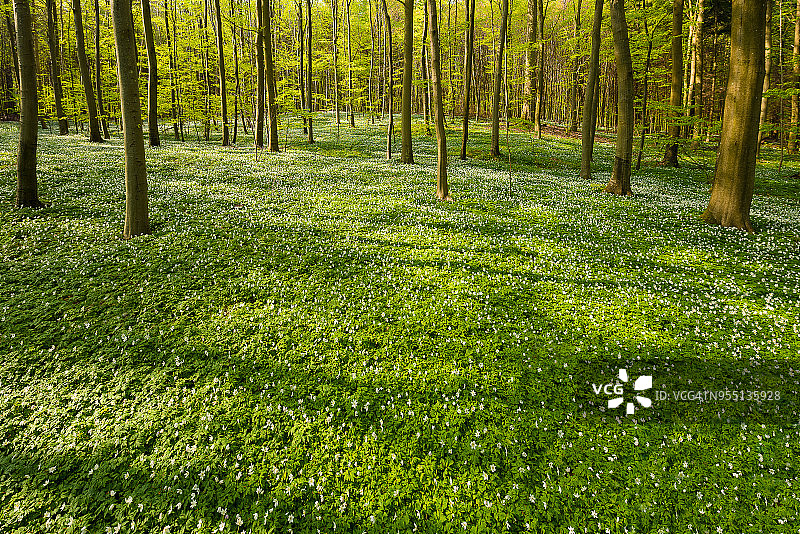 山毛榉林风光图片素材
