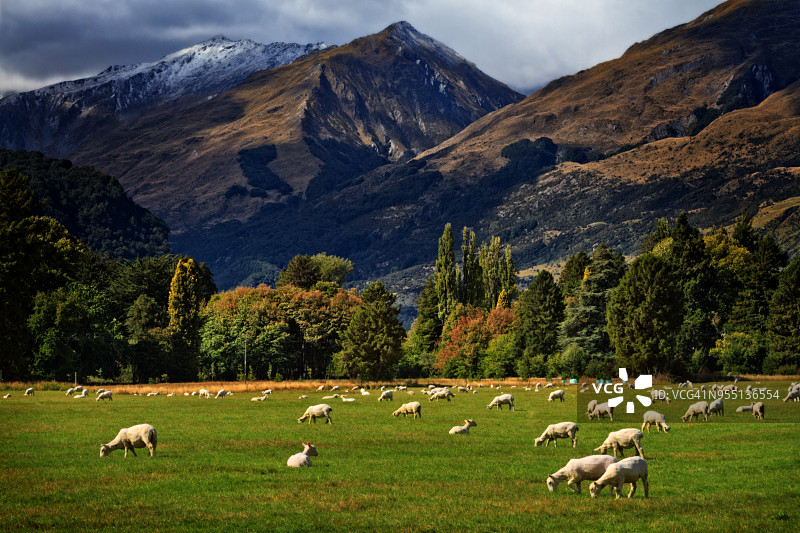 在格莱诺基外，雪山和壮丽天空背景下，羊群在茂盛的田野里吃草图片素材