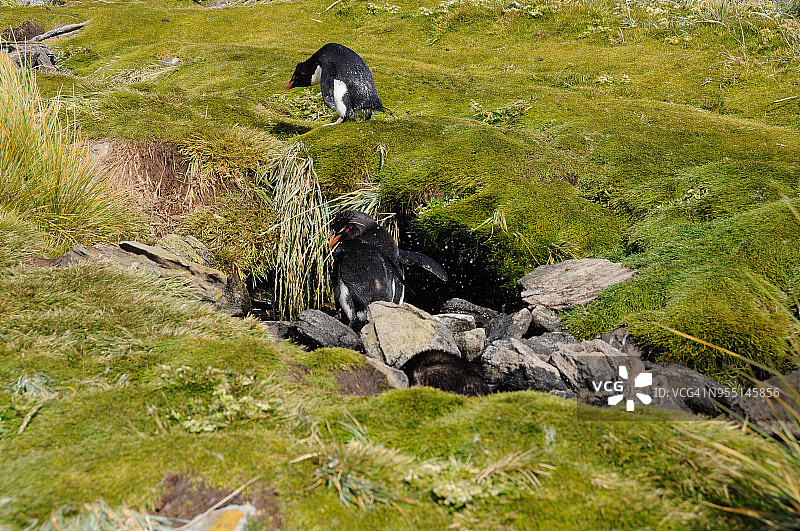 福克兰群岛西点岛上的南跳岩企鹅图片素材