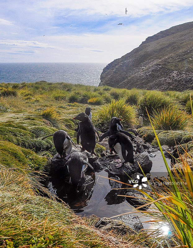 福克兰群岛西点岛上的南跳岩企鹅图片素材