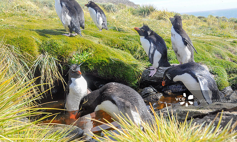 福克兰群岛西点岛上的南跳岩企鹅图片素材