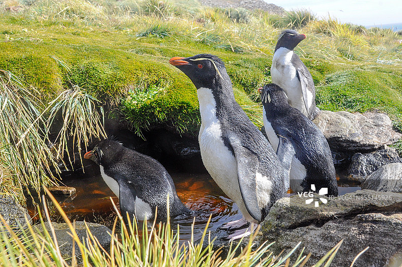 福克兰群岛西点岛上的南跳岩企鹅图片素材