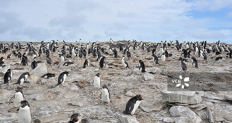 南跳岩企鹅图片素材