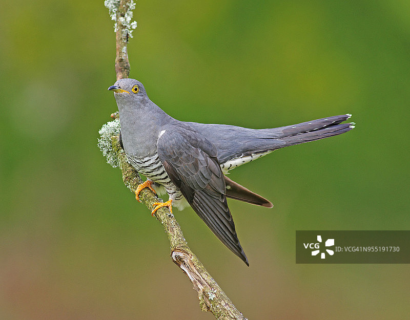 普通布谷鸟图片素材