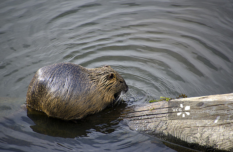 布拉格河狸图片素材