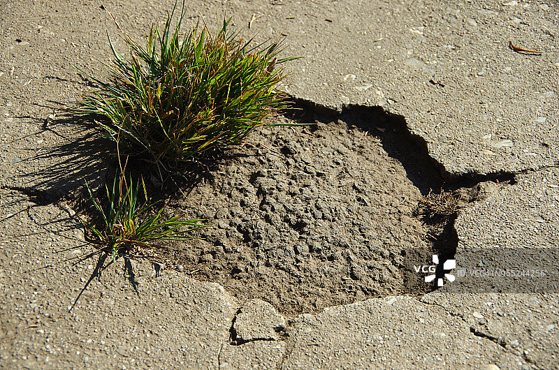 在破裂的混凝土人行道上生长的草丛图片素材