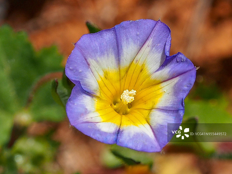 野花（五瓣打碗花）图片素材