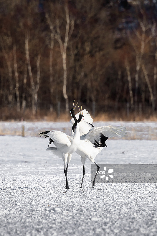 日本北海道钏路雪中起舞的丹顶鹤图片素材
