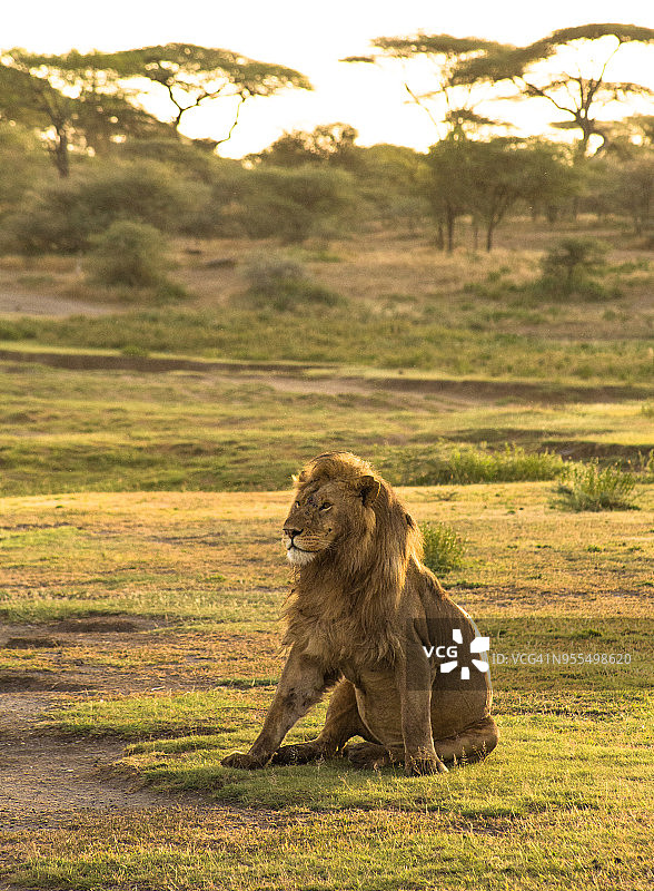 塞伦盖蒂国家公园的狮子图片素材