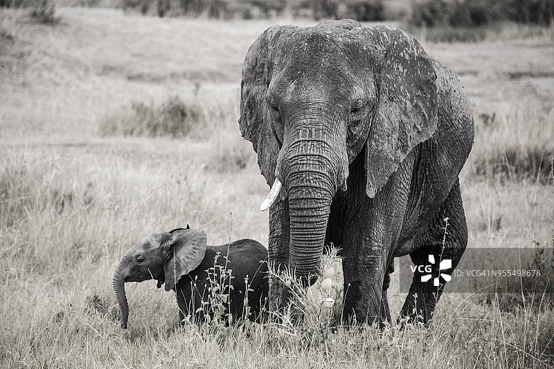 塞伦盖蒂草原上的大象图片素材