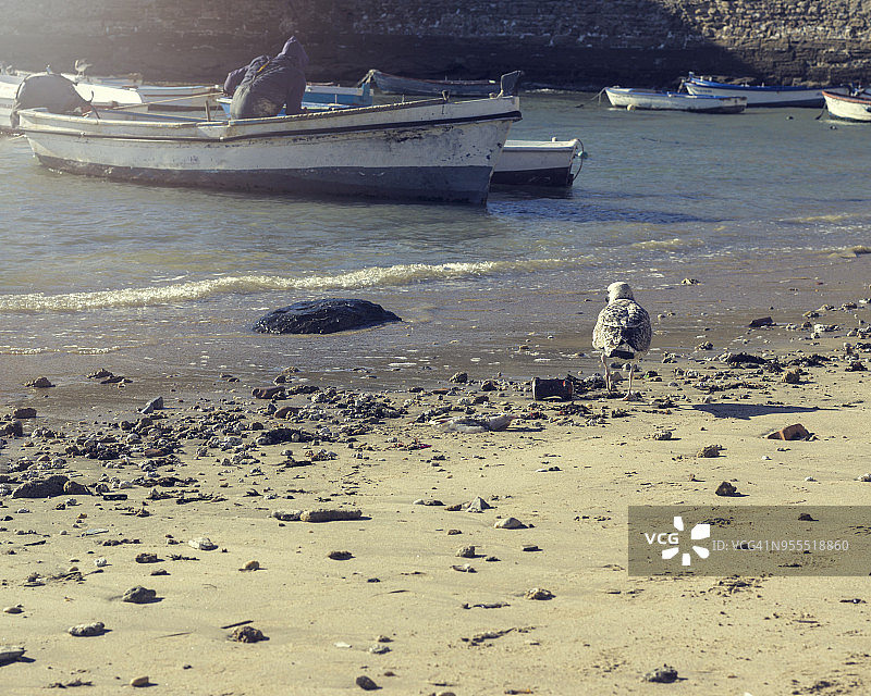 加的斯，安达卢西亚，拉卡莱塔海滩上的渔船和海鸥，西班牙图片素材