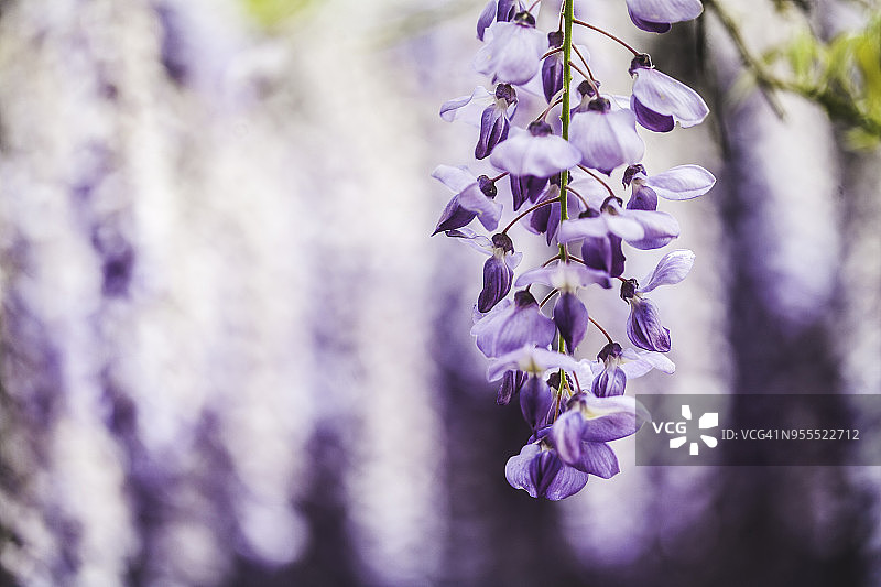 早春盛开的紫藤花特写3图片素材