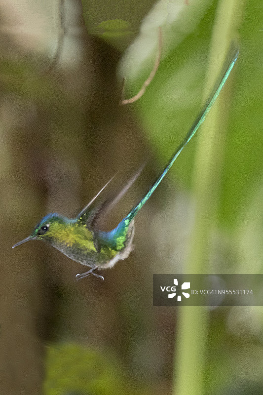 雄性长尾蜂鸟飞翔图片素材
