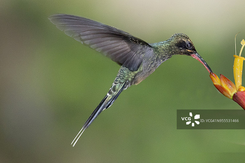 绿色隐士蜂鸟在花朵上觅食图片素材