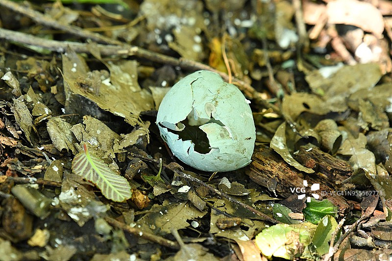 德克萨斯州森林中破碎的白鹭蛋图片素材