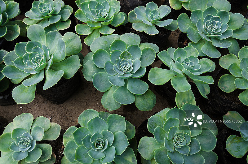 石莲花图片素材