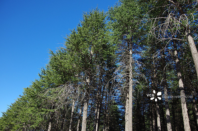 喜马拉雅雪松林，澳大利亚堪培拉国家植物园图片素材