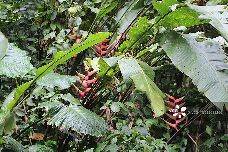 委内瑞拉雨林中野生蝎尾蕉图片素材