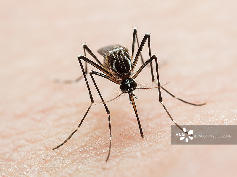 埃及伊蚊叮咬人类皮肤图片素材