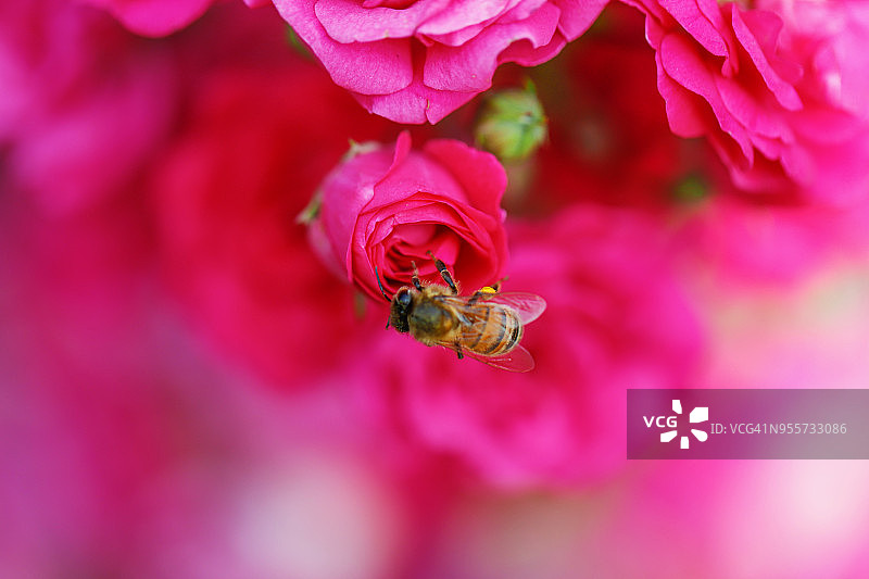 粉色玫瑰花蕾上的蜜蜂图片素材