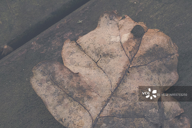 木桌上的枯叶特写图片素材