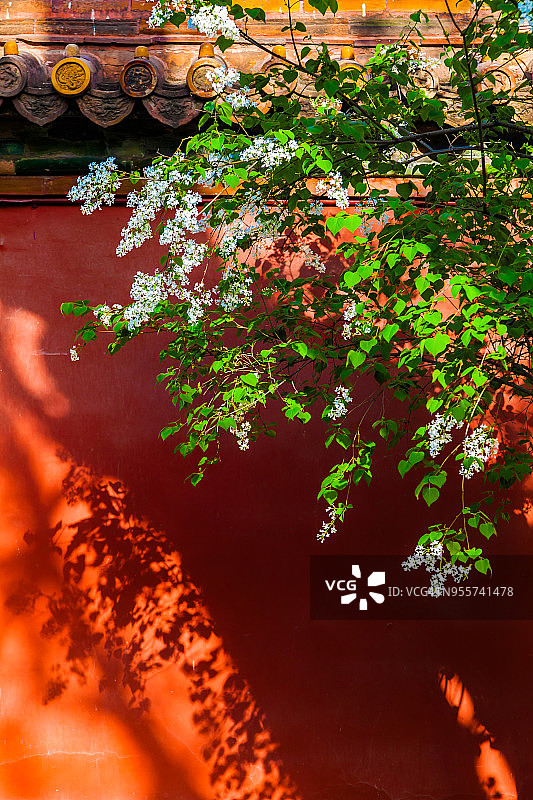 北京故宫春日花朵图片素材