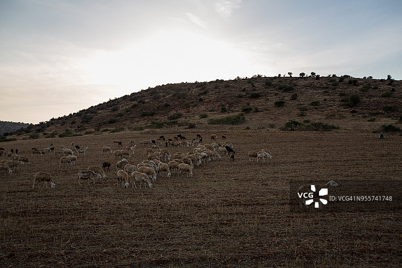 日落时分草原上羊群吃草的美景图片素材