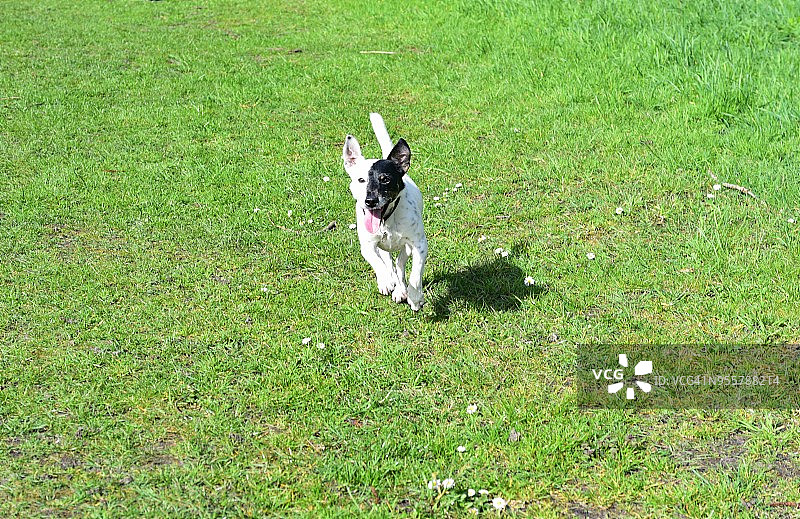 在草地上奔跑的杰克罗素梗犬图片素材