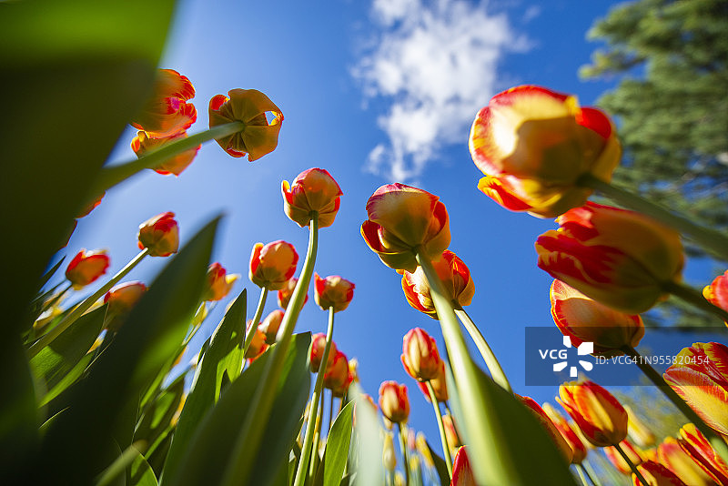 从地面仰视郁金香图片素材