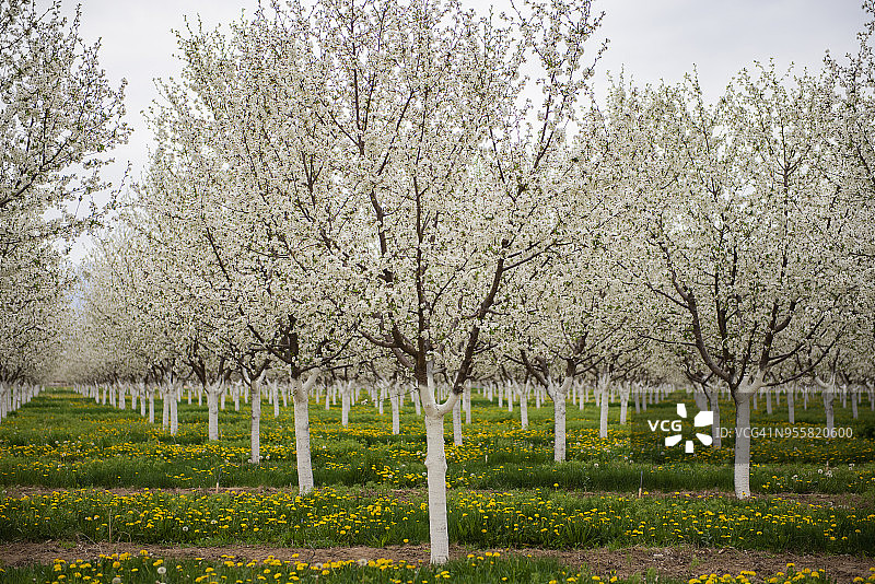 果园排列图片素材