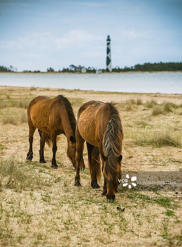 在卢考特角灯塔前吃草的野马图片素材