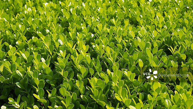 日本黄杨木图片素材