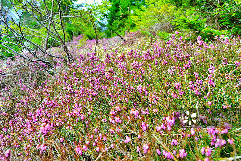 霍克斯奇瓦布山脉森林的春景图片素材