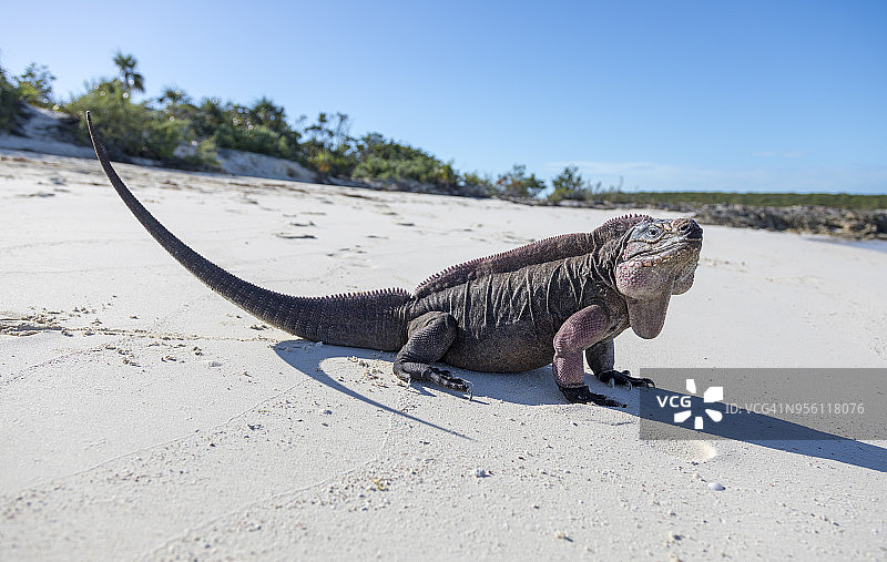 阿伦岛礁蜥蜴_埃克苏马斯群岛_巴哈马图片素材