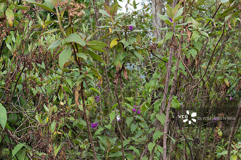 尼拉贡戈火山上的植被图片素材